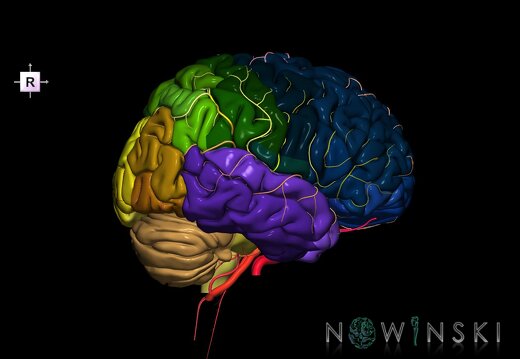 G2.T2-15.2.V4.C3-2.L0.Brain–Intracranial arterial system