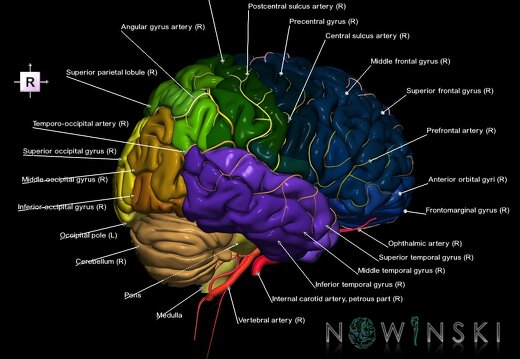 G2.T2-15.2.V4.C3-2.L1.Brain–Intracranial arterial system