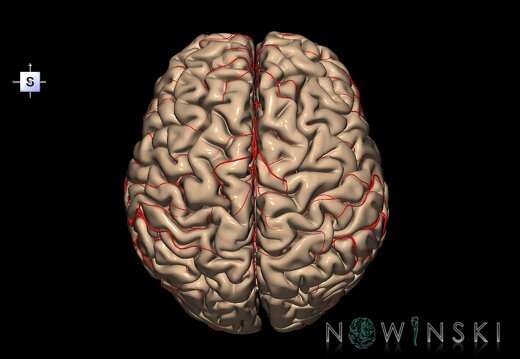 G2.T2-15.2.V5.C1.L0.Brain–Intracranial arterial system