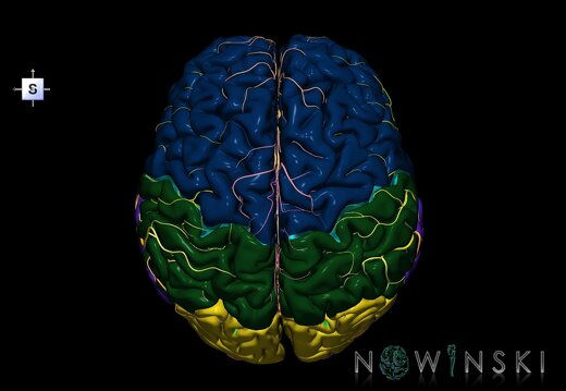 G2.T2-15.2.V5.C2.L0.Brain–Intracranial arterial system