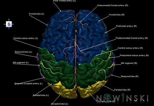 G2.T2-15.2.V5.C2.L1.Brain–Intracranial arterial system