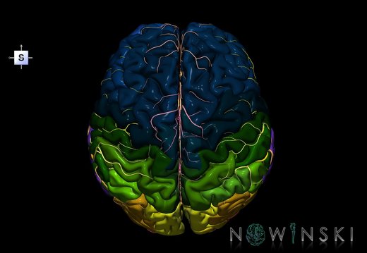 G2.T2-15.2.V5.C3-2.L0.Brain–Intracranial arterial system