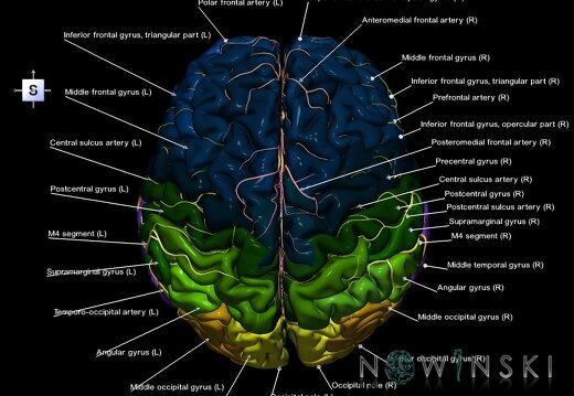 G2.T2-15.2.V5.C3-2.L1.Brain–Intracranial arterial system