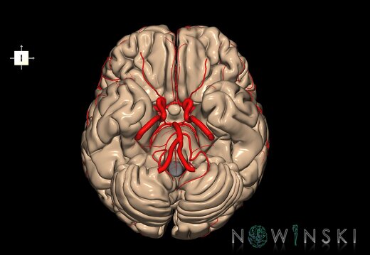 G2.T2-15.2.V6.C1.L0.Brain–Intracranial arterial system
