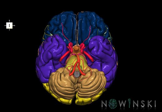 G2.T2-15.2.V6.C2.L0.Brain–Intracranial arterial system