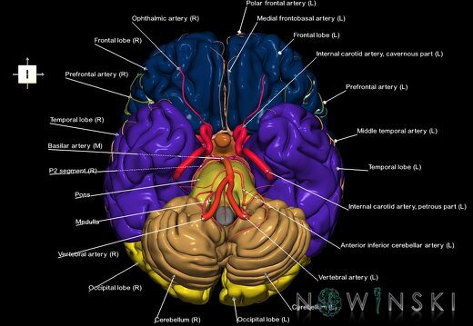 G2.T2-15.2.V6.C2.L1.Brain–Intracranial arterial system