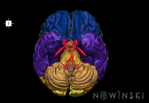 G2.T2-15.2.V6.C3-2.L0.Brain–Intracranial arterial system
