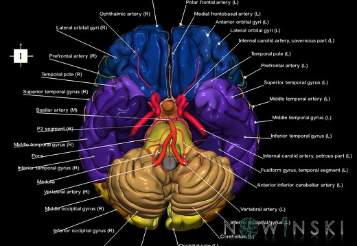 G2.T2-15.2.V6.C3-2.L1.Brain–Intracranial arterial system
