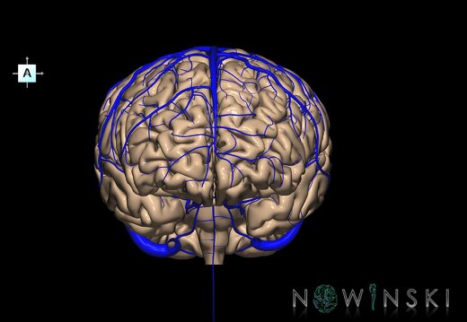 G2.T2-16.1.V1.C1.L0.Brain–Intracranial venous system