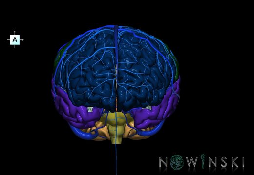 G2.T2-16.1.V1.C2.L0.Brain–Intracranial venous system