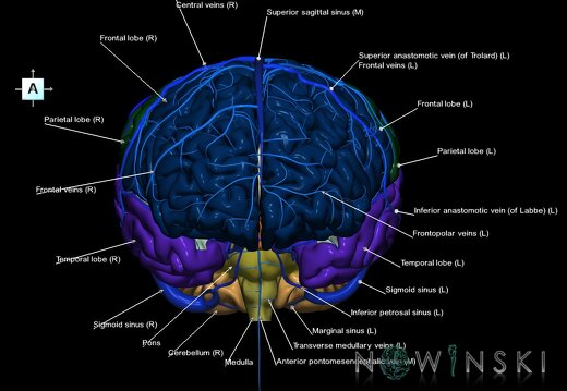 G2.T2-16.1.V1.C2.L1.Brain–Intracranial venous system