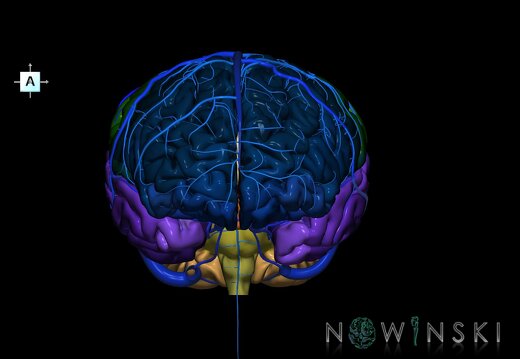 G2.T2-16.1.V1.C3-2.L0.Brain–Intracranial venous system