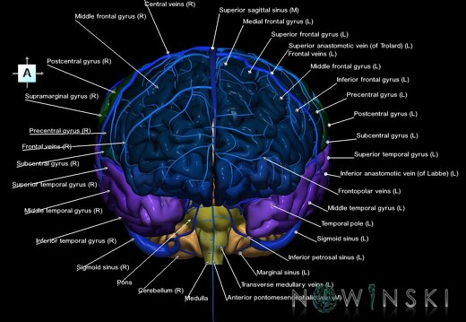 G2.T2-16.1.V1.C3-2.L1.Brain–Intracranial venous system