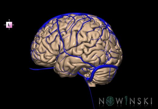 G2T2-16.1.Brain-IntracranialVenousSystem