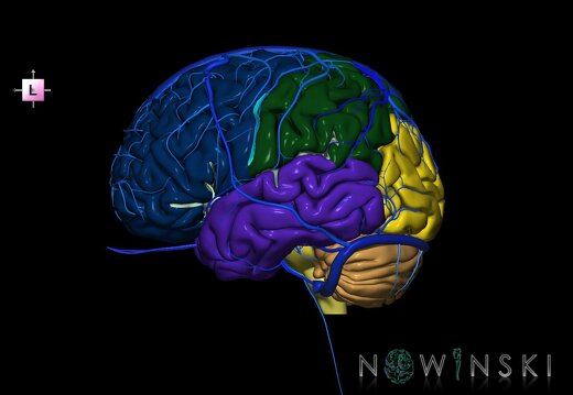 G2.T2-16.1.V2.C2.L0.Brain–Intracranial venous system