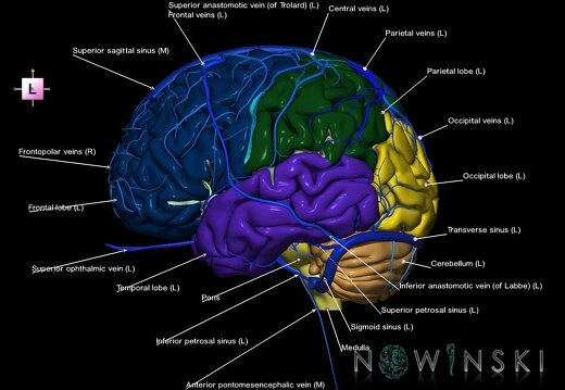 G2.T2-16.1.V2.C2.L1.Brain–Intracranial venous system