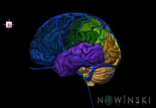 G2.T2-16.1.V2.C3-2.L0.Brain–Intracranial venous system