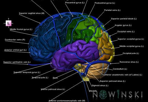 G2.T2-16.1.V2.C3-2.L1.Brain–Intracranial venous system