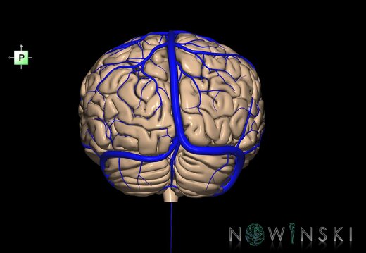 G2.T2-16.1.V3.C1.L0.Brain–Intracranial venous system