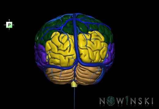 G2.T2-16.1.V3.C2.L0.Brain–Intracranial venous system