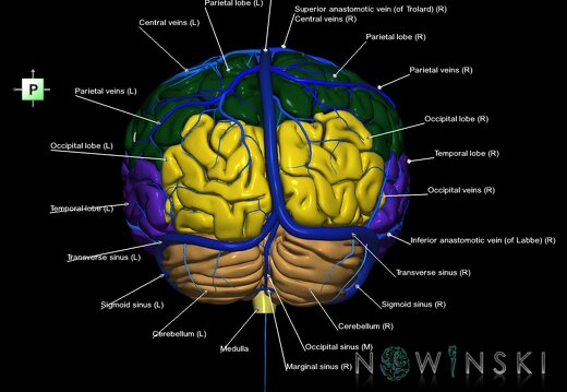 G2.T2-16.1.V3.C2.L1.Brain–Intracranial venous system