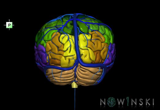 G2.T2-16.1.V3.C3-2.L0.Brain–Intracranial venous system