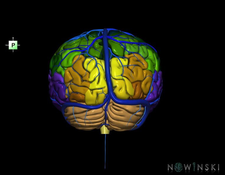 G2.T2-16.1.V3.C3-2.L0.Brain–Intracranial_venous_system.tiff