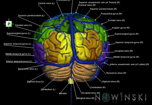 G2.T2-16.1.V3.C3-2.L1.Brain–Intracranial venous system