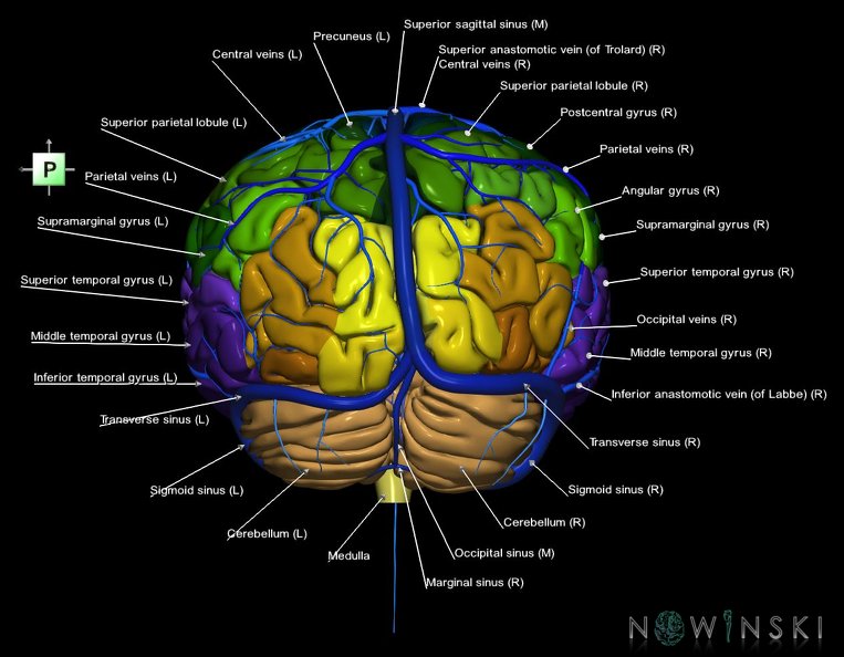 G2.T2-16.1.V3.C3-2.L1.Brain–Intracranial_venous_system.tiff