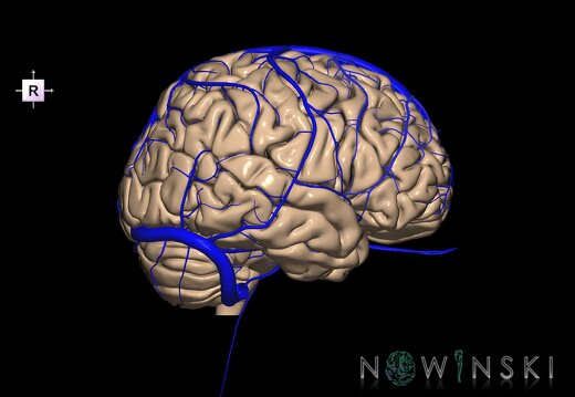 G2.T2-16.1.V4.C1.L0.Brain–Intracranial venous system