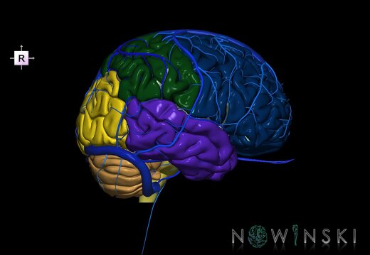 G2.T2-16.1.V4.C2.L0.Brain–Intracranial venous system
