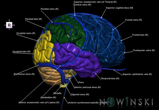 G2.T2-16.1.V4.C2.L1.Brain–Intracranial venous system