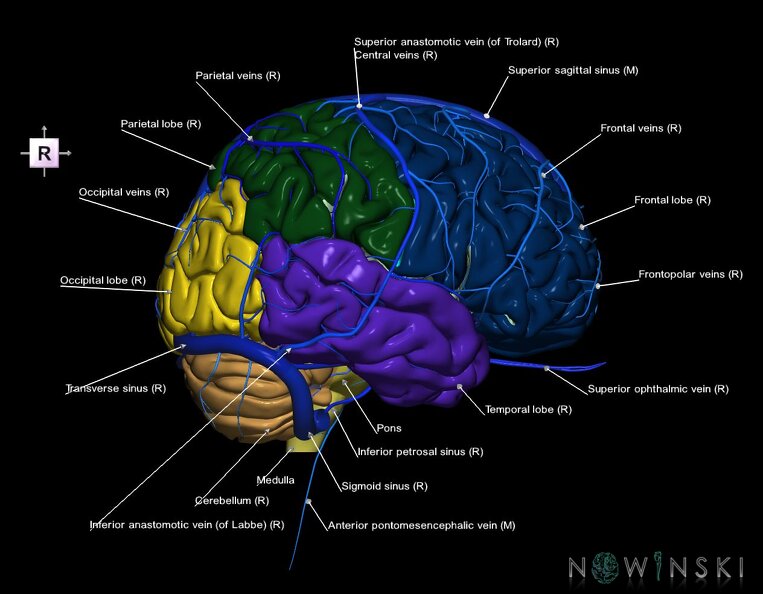 G2.T2-16.1.V4.C2.L1.Brain–Intracranial_venous_system.tiff