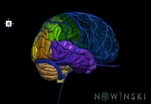 G2.T2-16.1.V4.C3-2.L0.Brain–Intracranial venous system