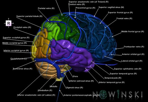G2.T2-16.1.V4.C3-2.L1.Brain–Intracranial venous system