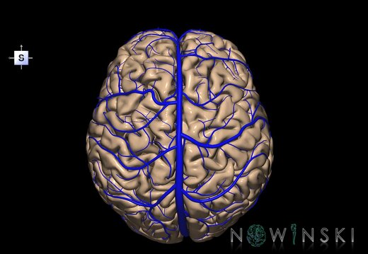 G2.T2-16.1.V5.C1.L0.Brain–Intracranial venous system