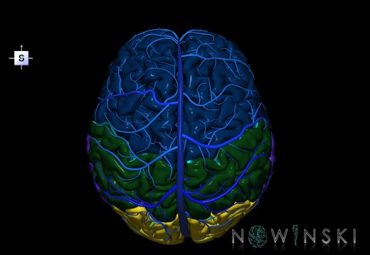 G2.T2-16.1.V5.C2.L0.Brain–Intracranial venous system