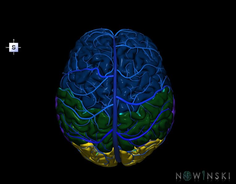 G2.T2-16.1.V5.C2.L0.Brain–Intracranial_venous_system.tiff