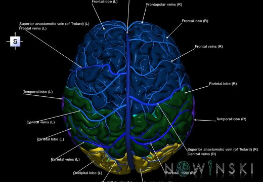 G2.T2-16.1.V5.C2.L1.Brain–Intracranial venous system