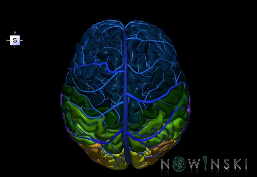 G2.T2-16.1.V5.C3-2.L0.Brain–Intracranial venous system