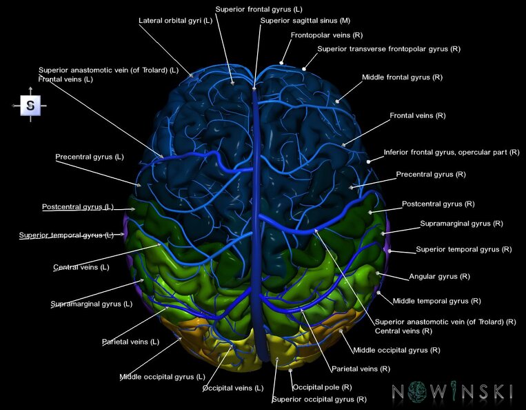 G2.T2-16.1.V5.C3-2.L1.Brain–Intracranial_venous_system.tiff