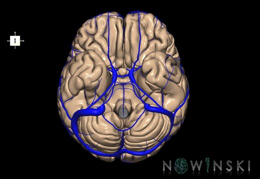 G2.T2-16.1.V6.C1.L0.Brain–Intracranial venous system