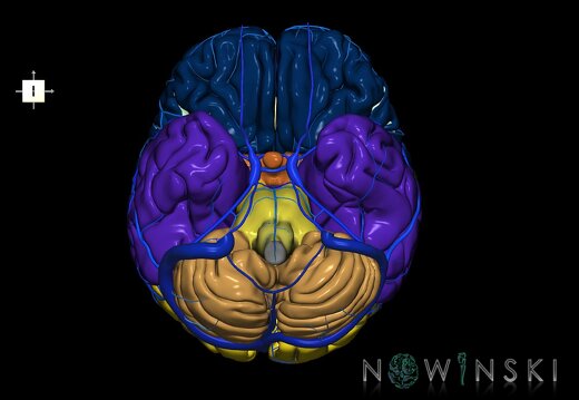 G2.T2-16.1.V6.C2.L0.Brain–Intracranial venous system