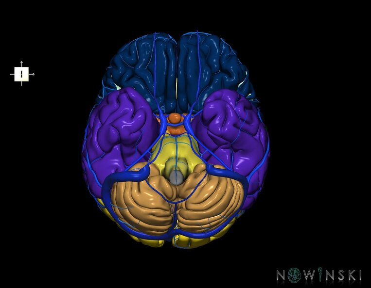 G2.T2-16.1.V6.C2.L0.Brain–Intracranial_venous_system.tiff