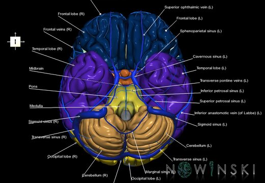 G2.T2-16.1.V6.C2.L1.Brain–Intracranial venous system