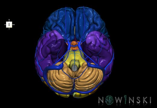 G2.T2-16.1.V6.C3-2.L0.Brain–Intracranial venous system
