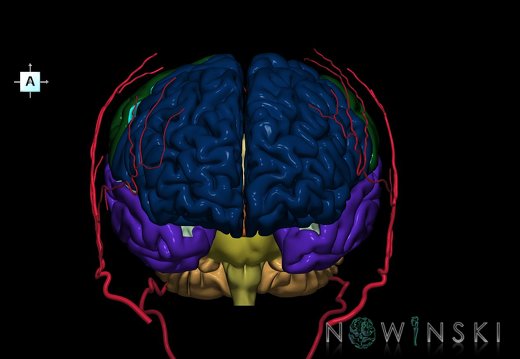 G2.T2-17.2.V1.C2.L0.Brain–Extracranial arteries