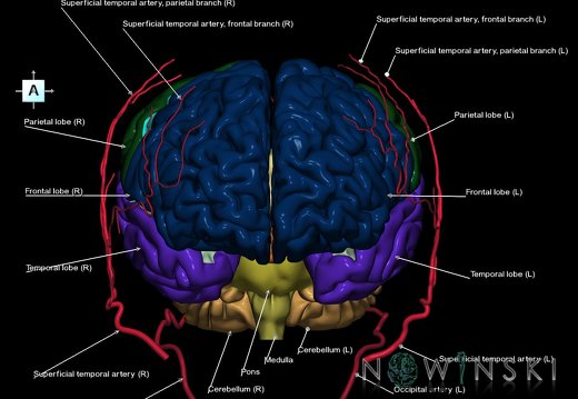 G2.T2-17.2.V1.C2.L1.Brain–Extracranial arteries