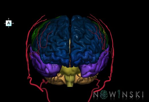 G2.T2-17.2.V1.C3-2.L0.Brain–Extracranial arteries