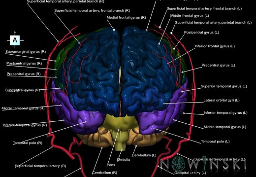 G2.T2-17.2.V1.C3-2.L1.Brain–Extracranial arteries